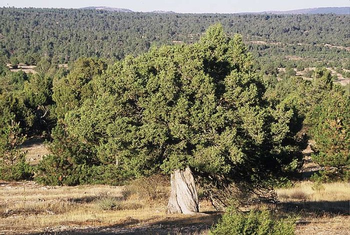 Juniperus thurifera